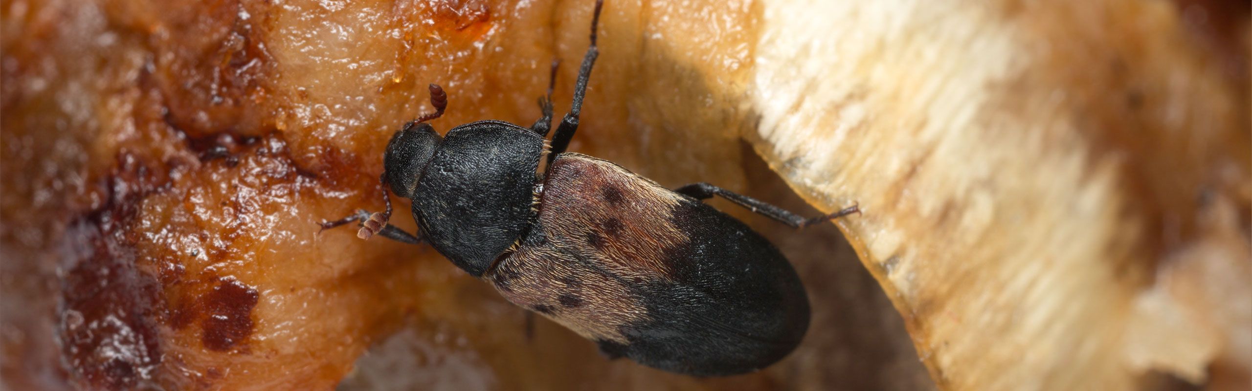 Bekæmpelse af klannere