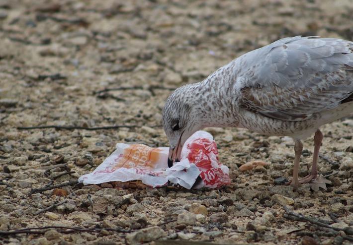 Måge spiser affald