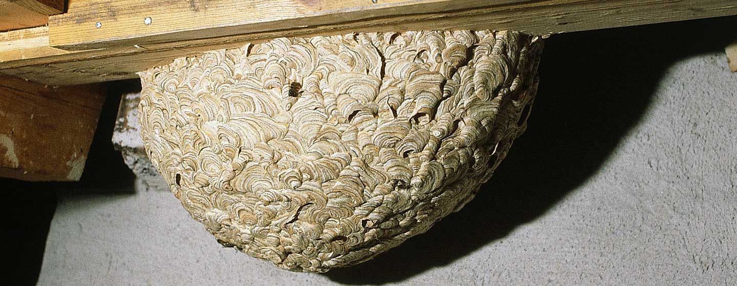 Bekæmpelse af hvepsebo