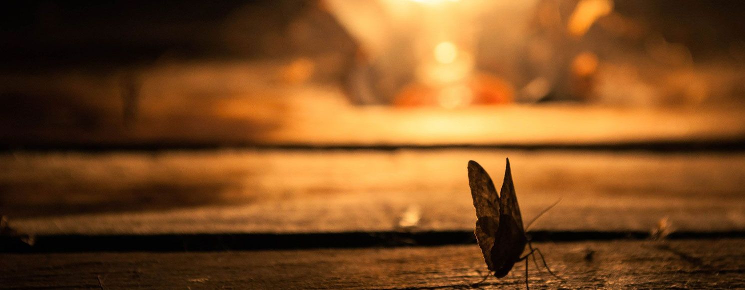 Møl søger mod lyset