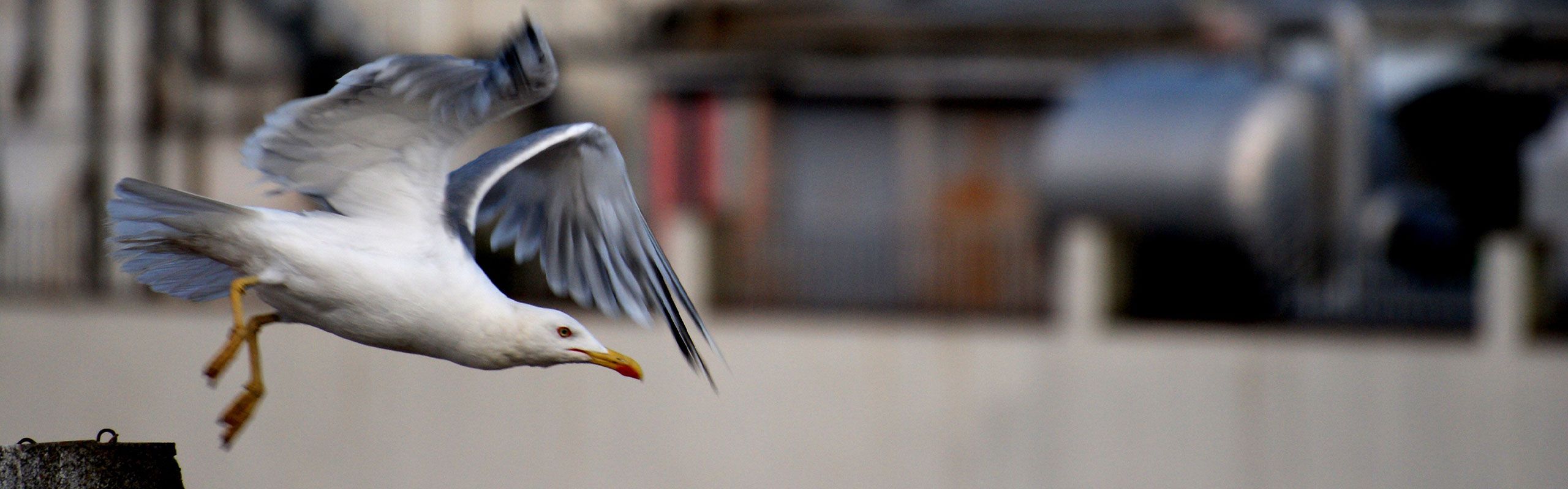 Elektrisk afskrækkelse af fugle