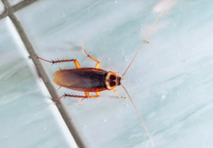 Kakerlakker gemmer sig bag komfuret