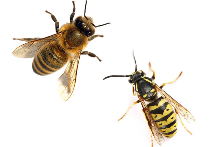 Forskel på hvepse og bier
