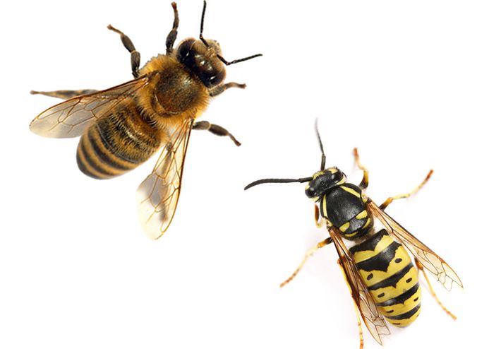 Bier Og Veps () Bier Og Veps