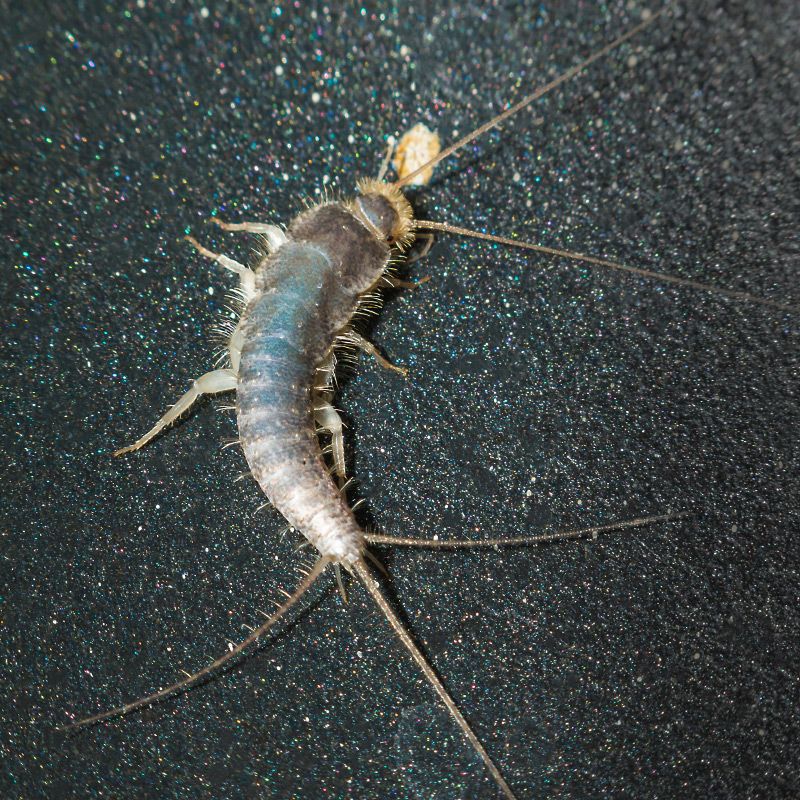 Hvordan ser skægkræ ud?