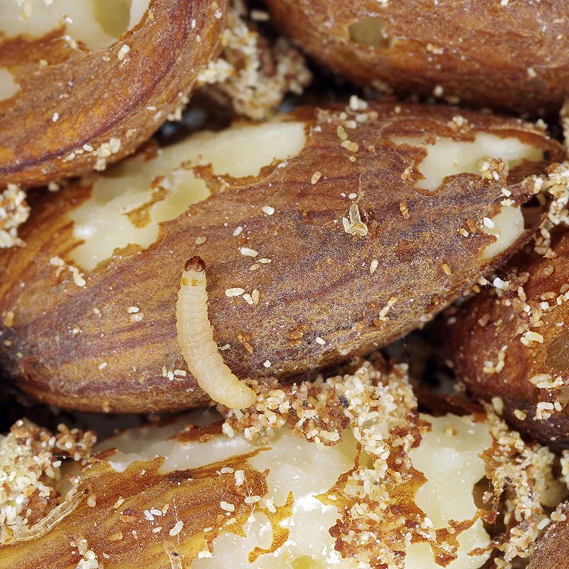 Møllarve i fødevarer