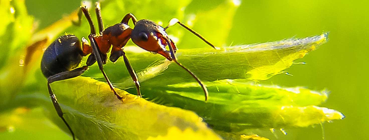 Myrebekæmpelse i Aalborg
