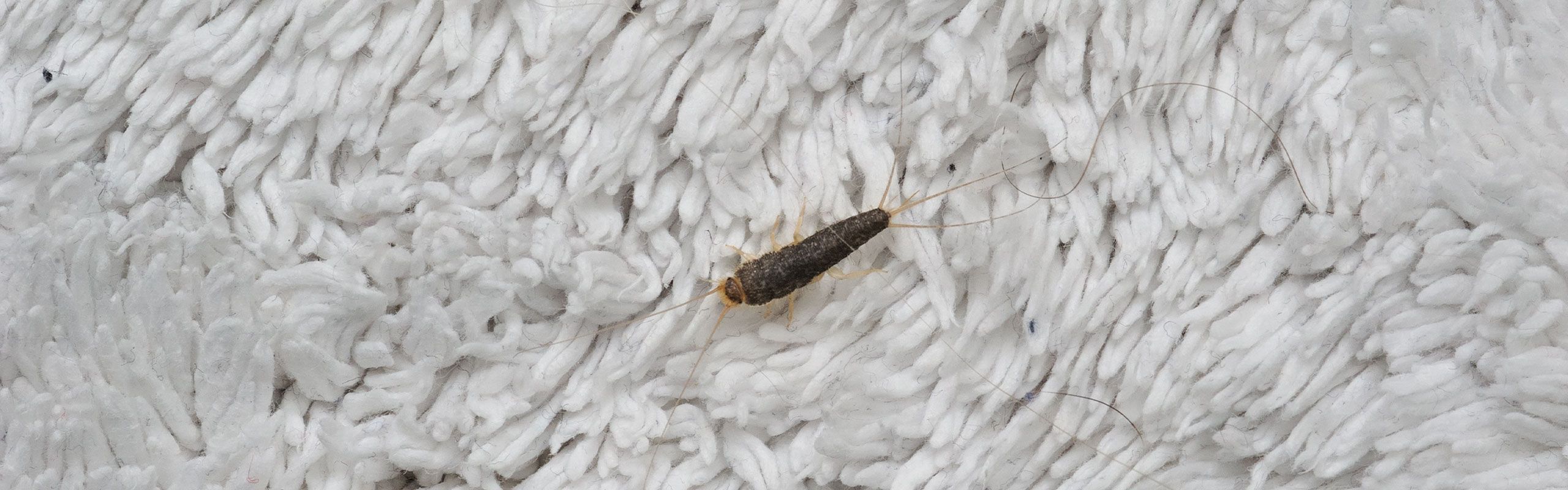 Hvor kan man finde skægkræ?