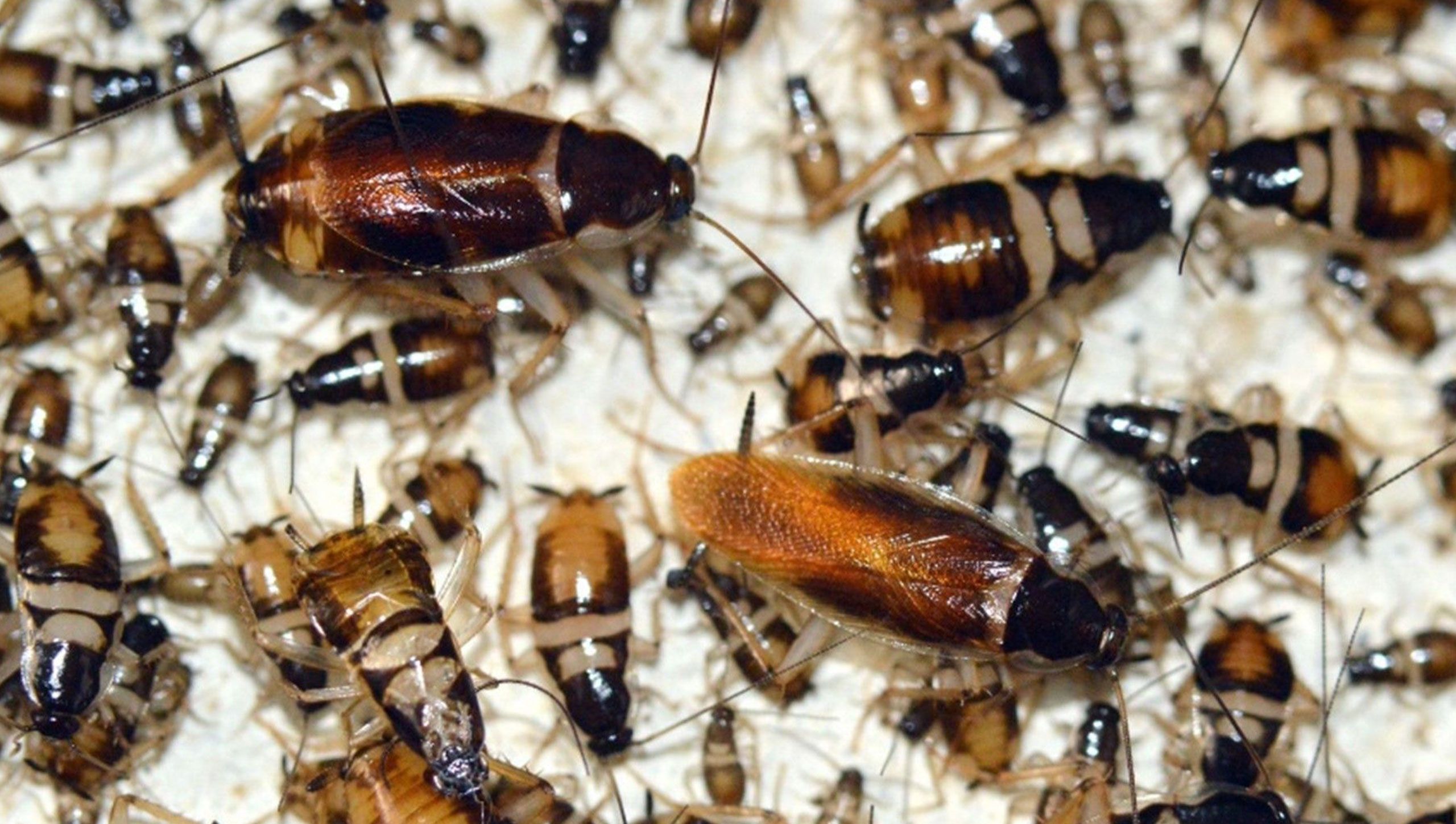 Brunstribede kakerlakker