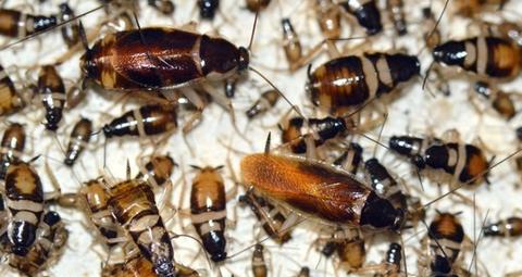 Brunstribede kakerlakker