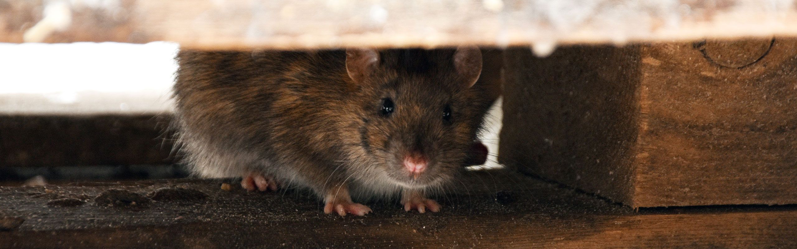 Rottebekæmpelse - det klarer Anticimex