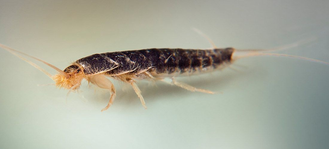 Nærbillede af skægkræ