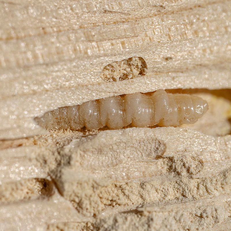 Nærbillede af borebillelarve eller træorm