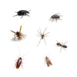 Insekter