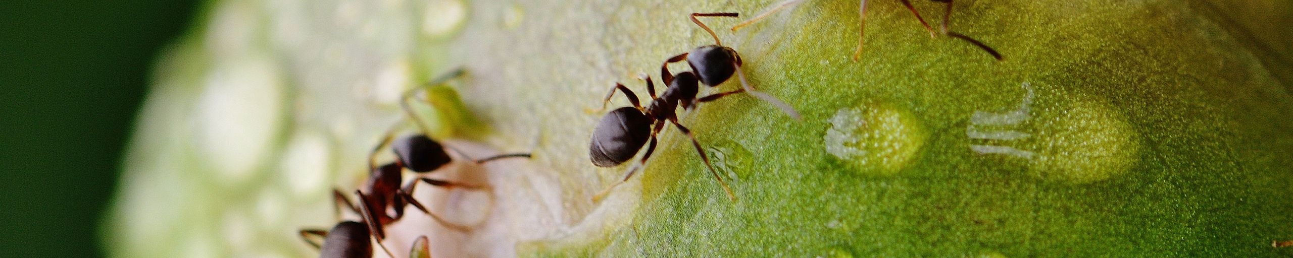 Myrebekæmpelse i Midtjylland