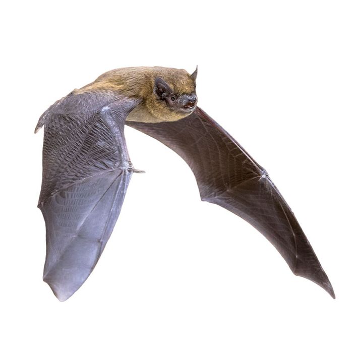 Flyvende flagermus