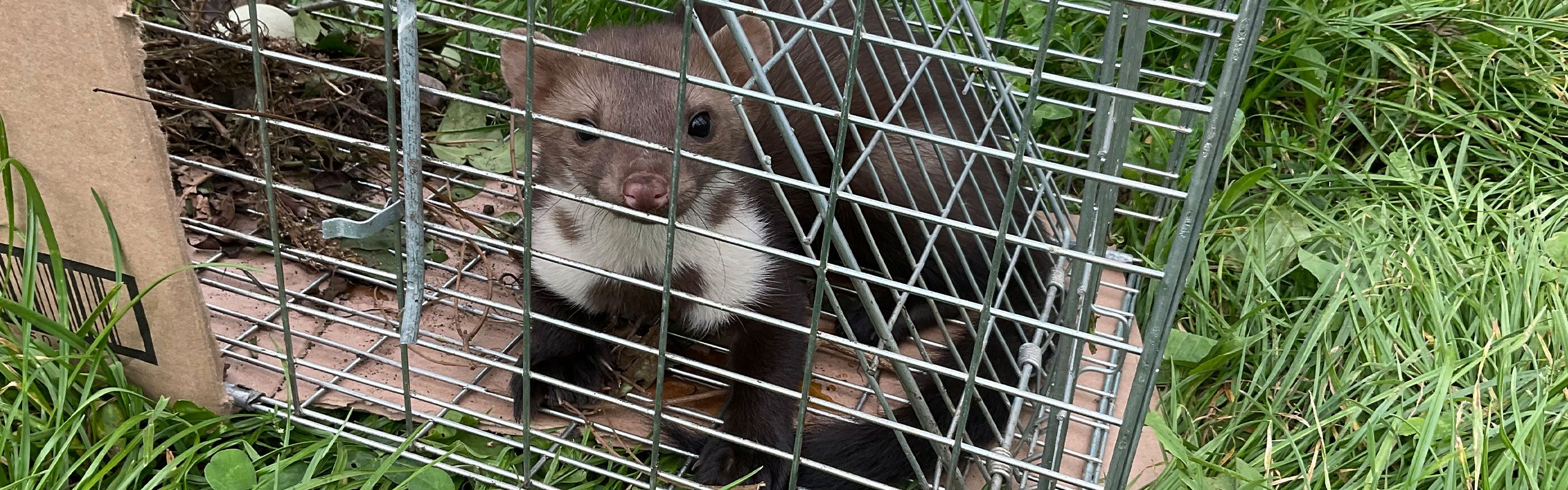 Bekæmpelse af husmår - det klarer Anticimex