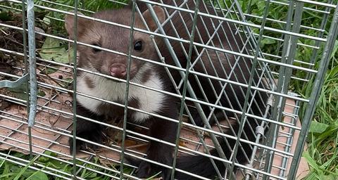 Bekæmpelse af husmår - det klarer Anticimex