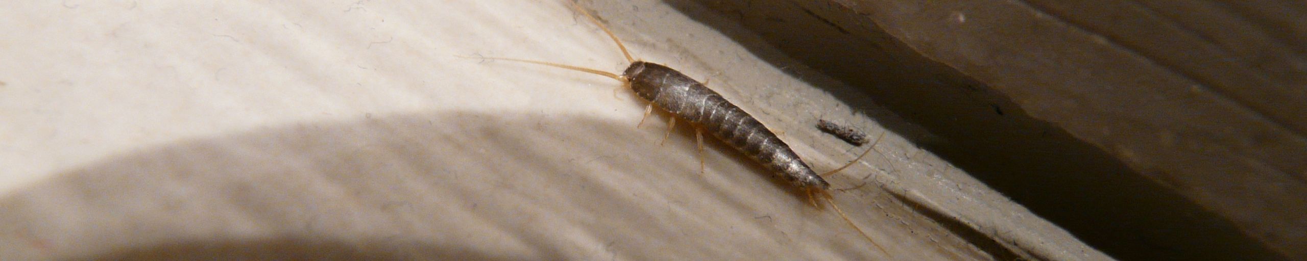 Hvordan kommer skægkræ ind i huset?