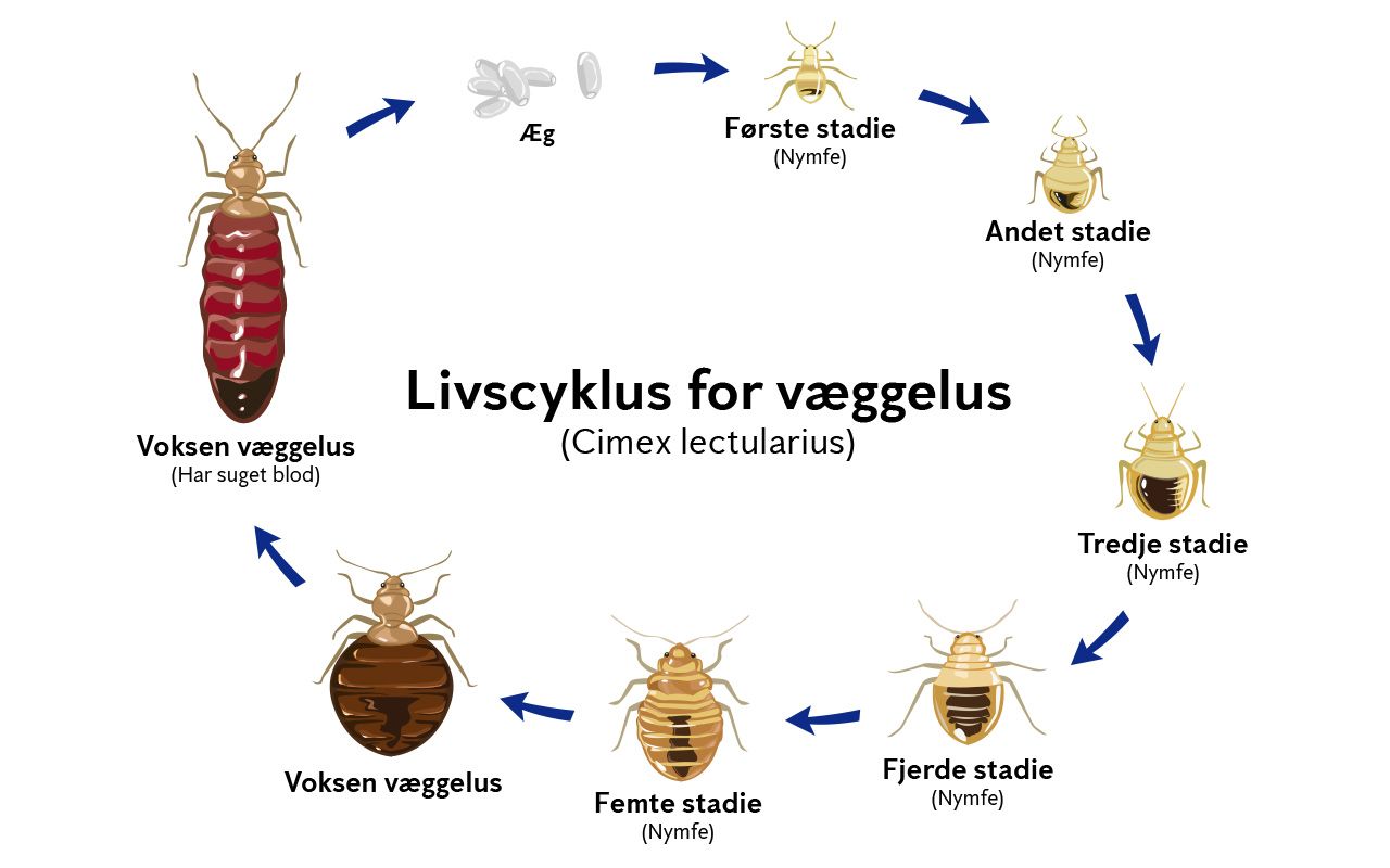 Livscyklus for væggelus