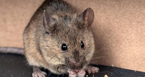 Bekæmpelse af mus, det klarer Anticimex