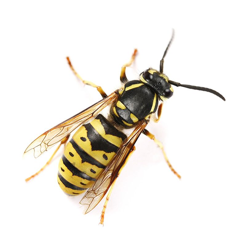 Almindelig gedehams/hveps