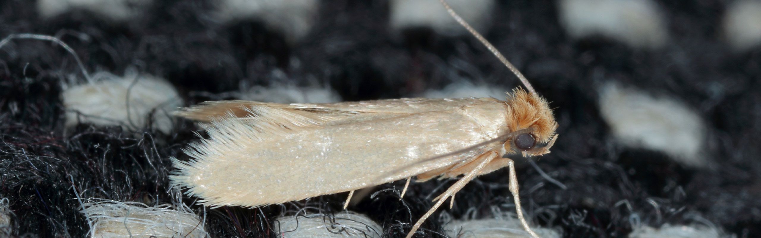 Bekæmpelse af klædemøl