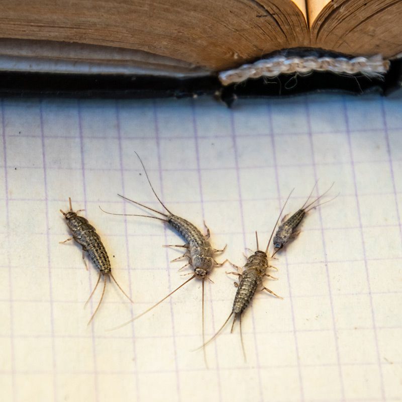 Skægkræ, der spiser papir/bøger