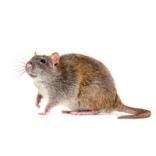 Rotter - dem forebygger og bekæmper Antcimex