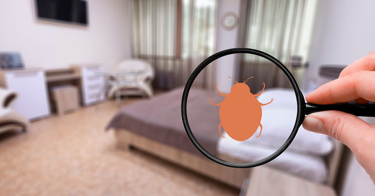 Væggelus på ferien