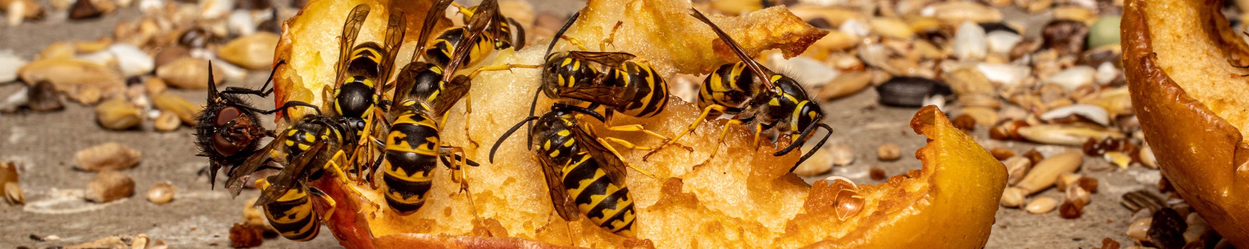 Bekæmpelse af hvepse og hvepsebo i Aalborg