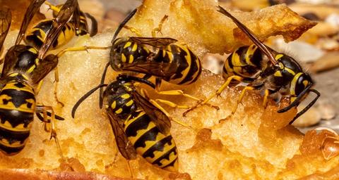 Bekæmpelse af hvepsebo i Hjørring