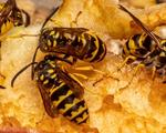 Bekæmpelse af hvepse og hvepsebo i Kalundborg – det klarer Anticimex.
