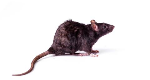 5 tegn på at du har rotter - Anticimex