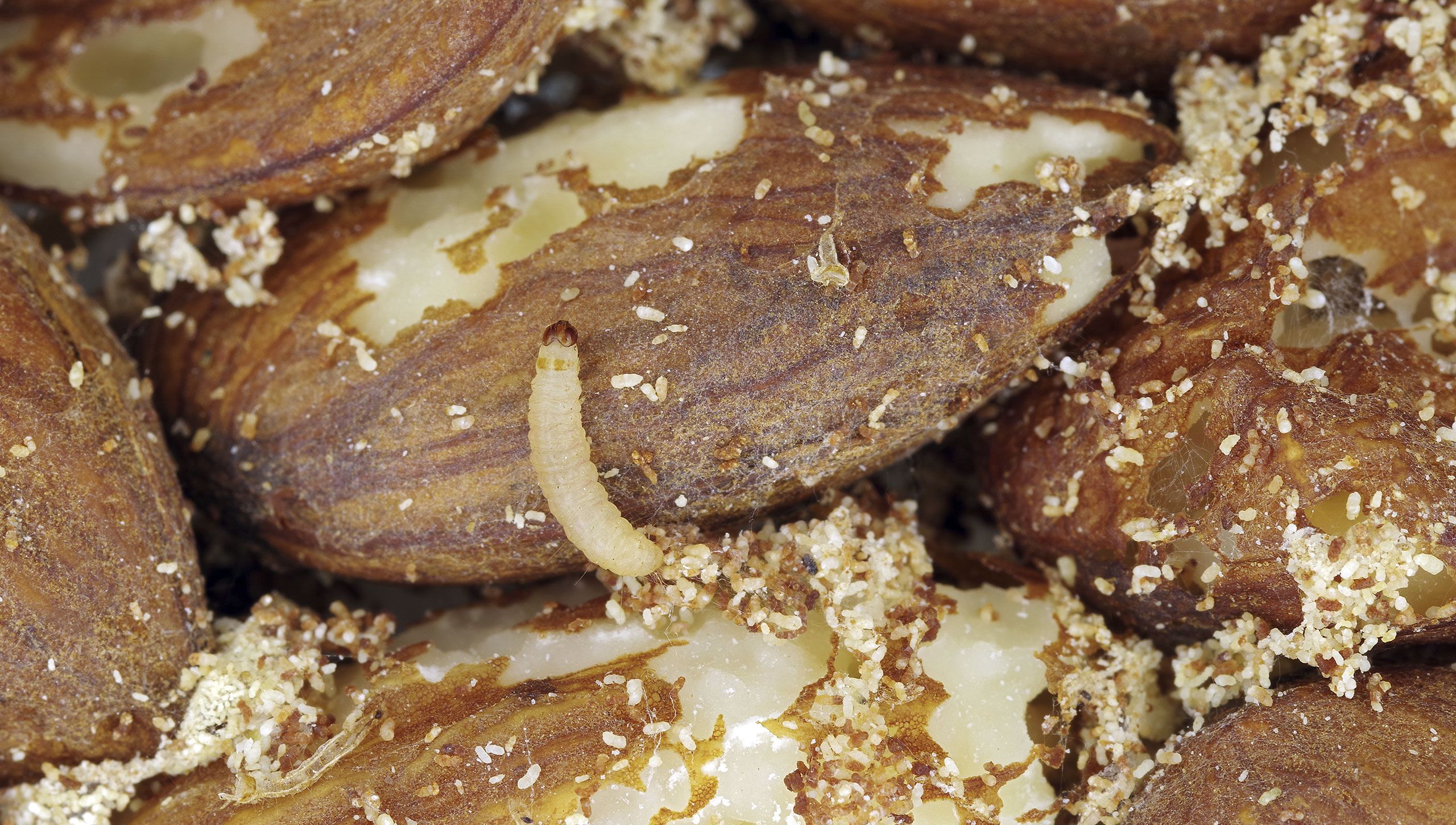 Tofarvet frømøl larve