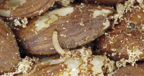 Tofarvet frømøl larve