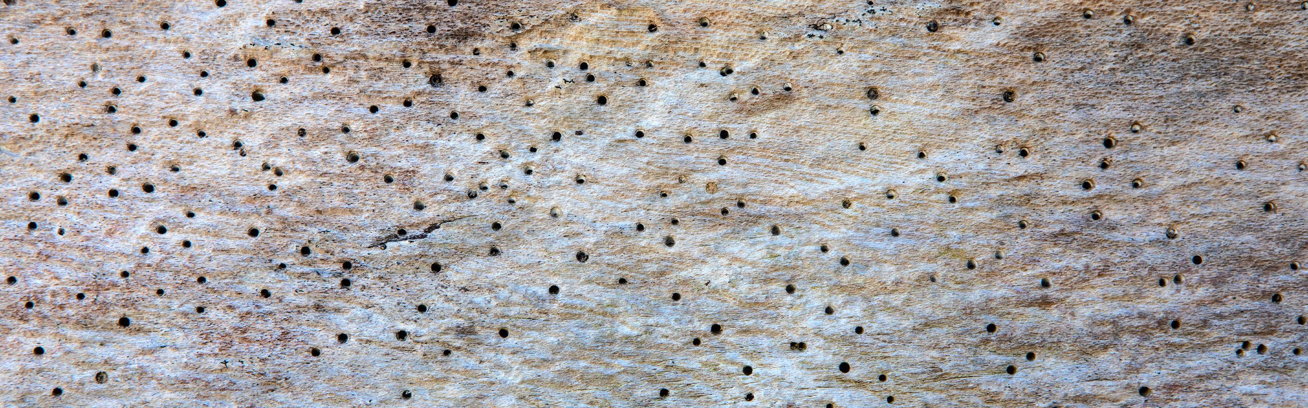 Er borebiller farlige