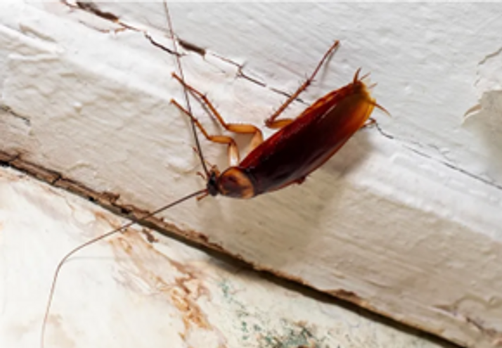 Forsegl revner mod kakerlakker
