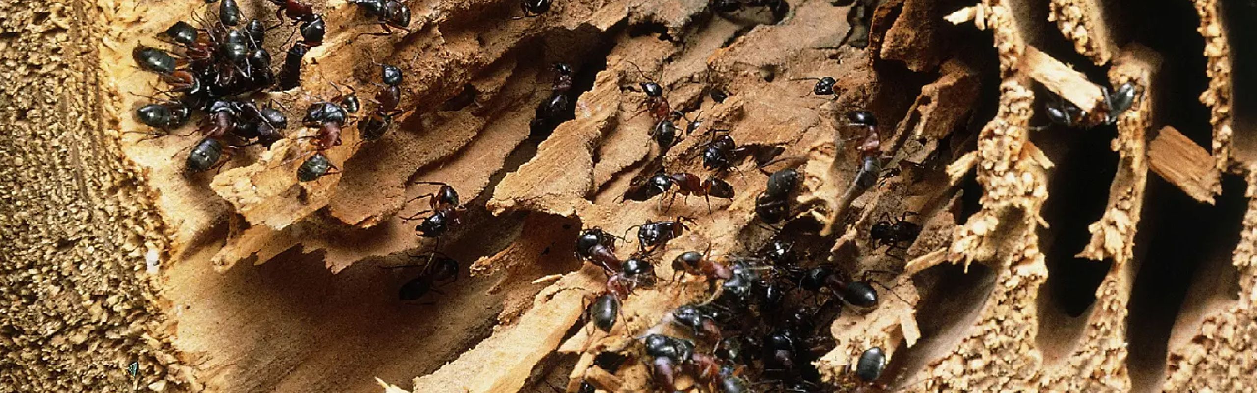 Myrebekæmpelse i Kolding