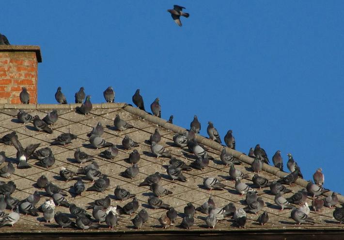 Slip af med duer på taget