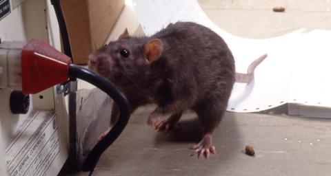Nedlukning pga rotter er en dyr omgang - Lad os hjælpe dig med forebyggelse Anticimex 69151744