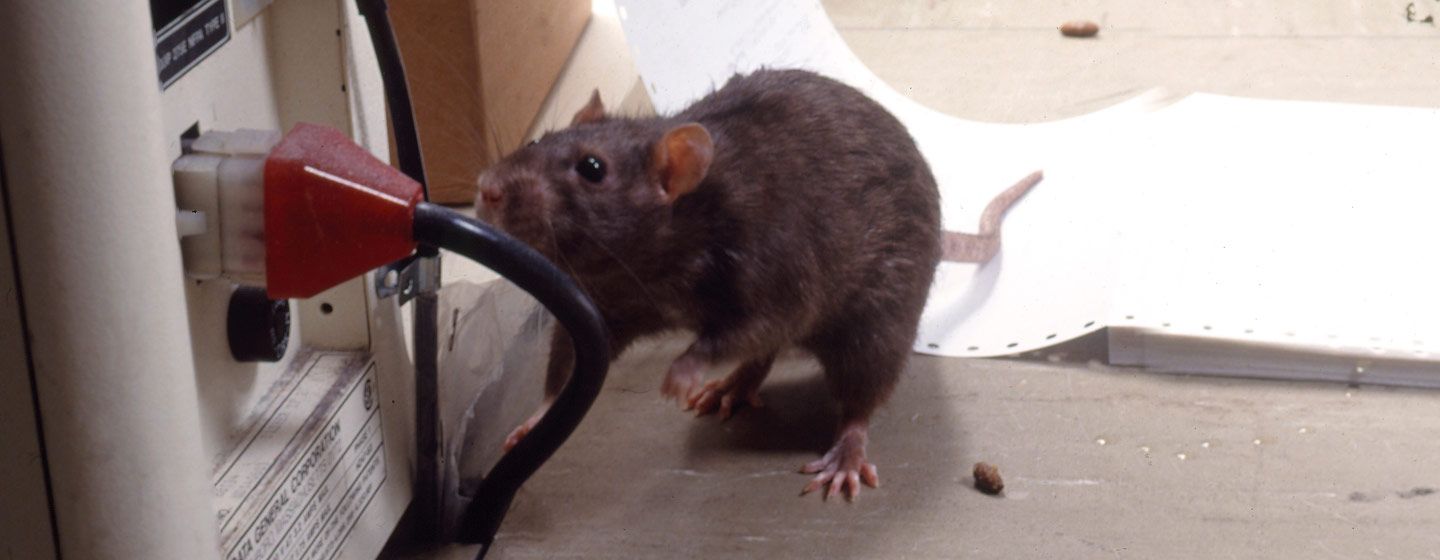 pint Arabiske Sarabo fire gange Hvad koster en nedlukning på grund af rotter? - Anticimex