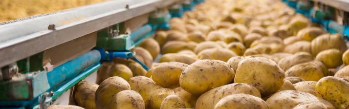 Gnaverproblem på kartoffelfabrik