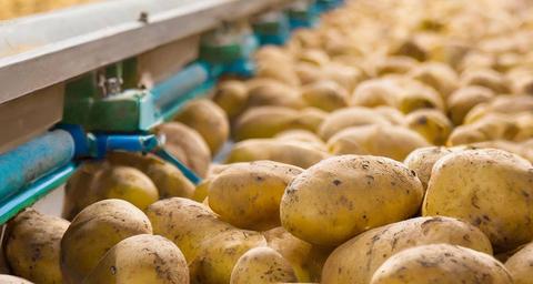 Anticimex løste gnaverproblem hos kartoffelvirksomhed