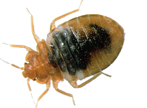 Nærbillede af væggelus