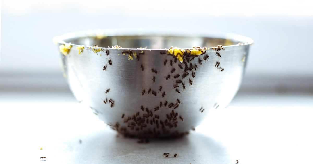 Professionel myrebekæmpelse