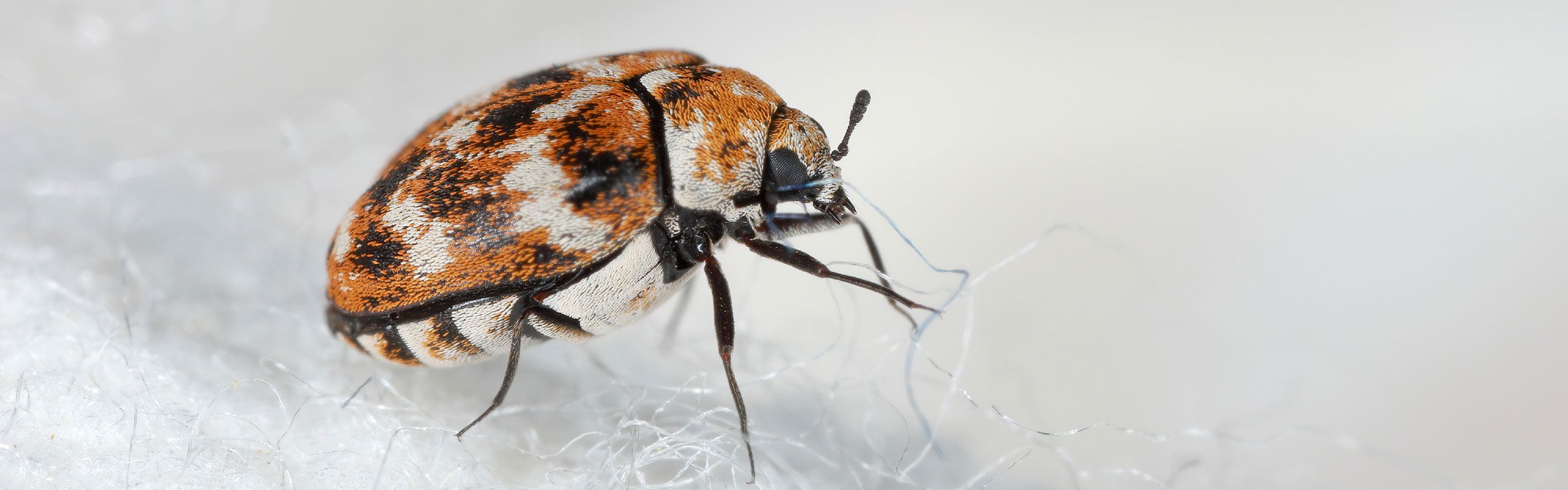 Hvilke skader forårsager tæppebiller