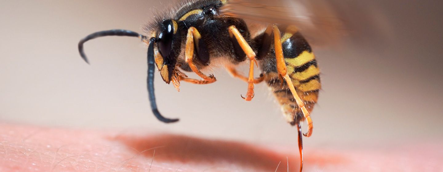Problemer med hvepse? Kontakt Anticimex på 69151744