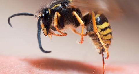 Bekæmpelse af hvepse og hvepsebo i Frederikssund – det klarer Anticimex.