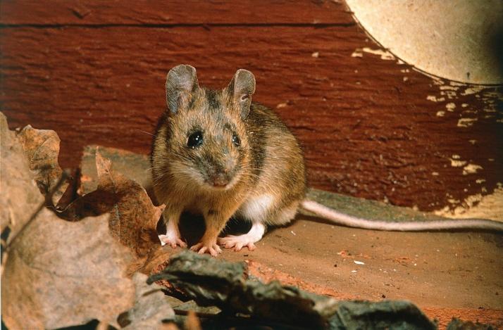 Forskelle mellem rotter og mus